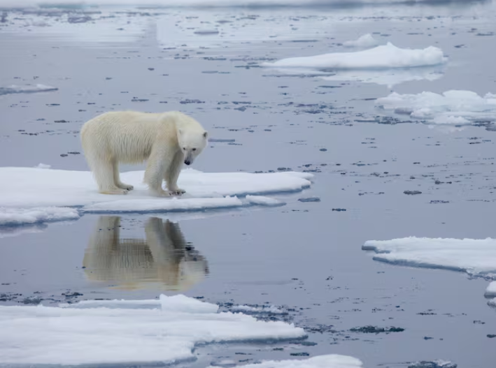 ONU alerta por crisis climática en el Día Mundial del Medio Ambiente