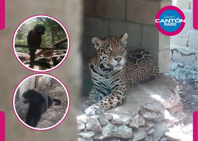 Sin agua ni comida: encuentran 15 animales enjaulados en Playa del Carmen