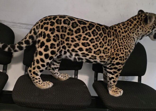 Asegura FGE de Michoacán cachorro de jaguar en Zitácuaro