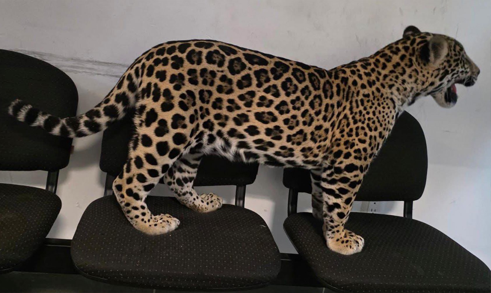 Asegura FGE de Michoacán cachorro de jaguar en Zitácuaro