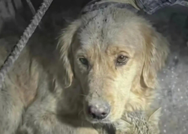 Mascotas: Cuando la tierra tiembla, ellos también sufren