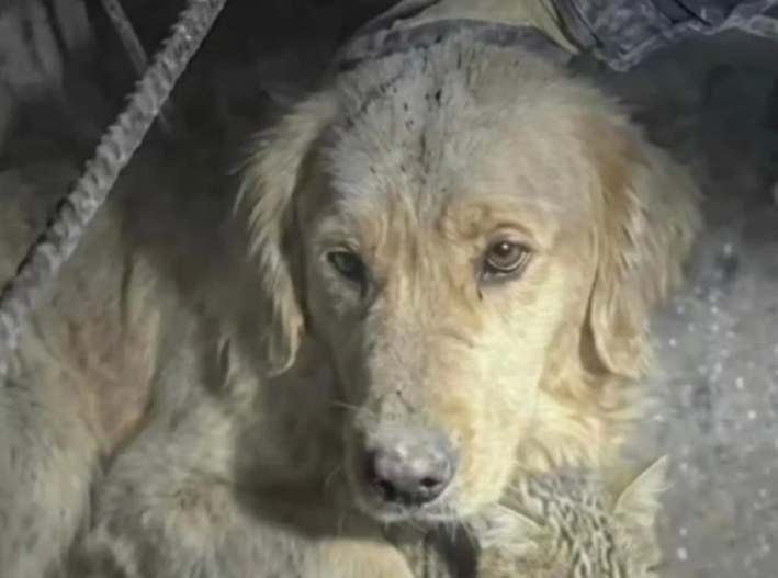 Mascotas: Cuando la tierra tiembla, ellos también sufren