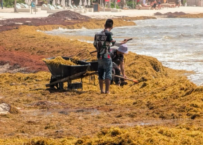 Sargazo pone en riesgo la anidación de tortugas marinas en Tulum
