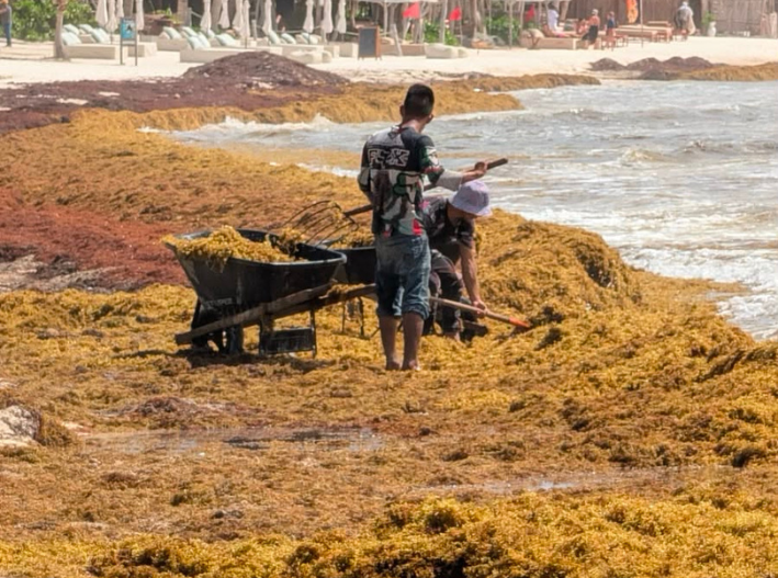 Sargazo pone en riesgo la anidación de tortugas marinas en Tulum