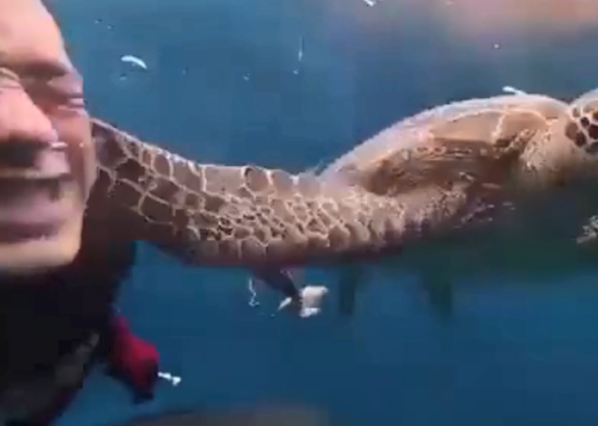 Tortuga marina le propina inesperado aletazo a buzo y el video conquista las redes