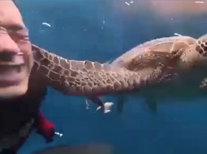 Tortuga marina le propina inesperado aletazo a buzo y el video conquista las redes