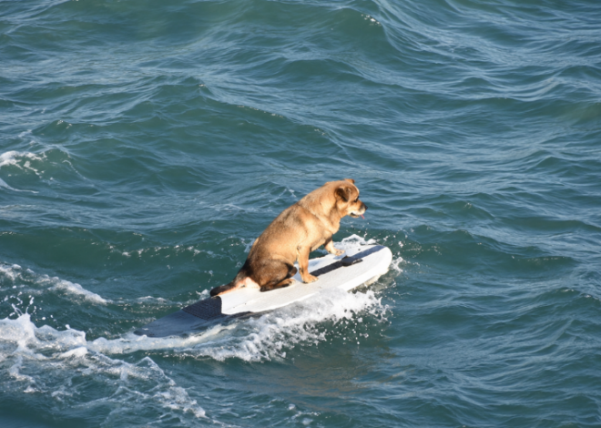El perrito surfista que roba sonrisas en las playas de Veracruz