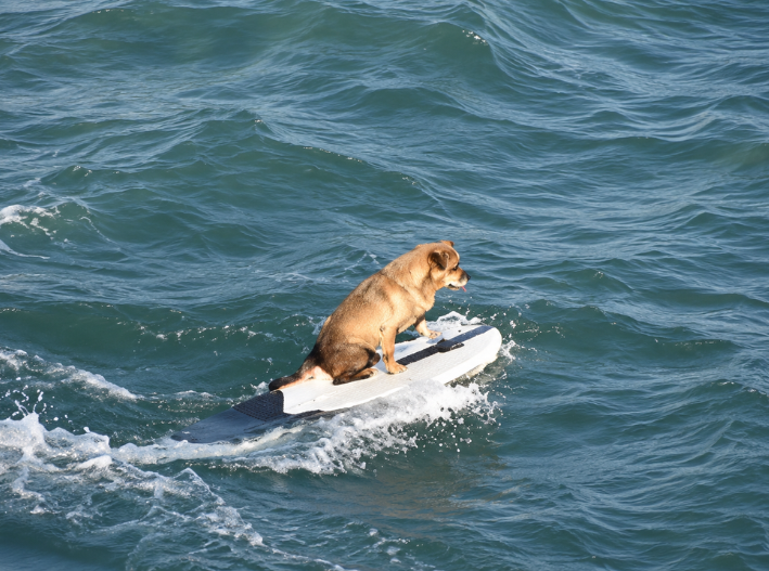 El perrito surfista que roba sonrisas en las playas de Veracruz