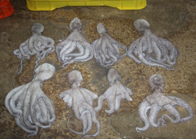 Aseguran 461 kilos de pulpo en veda y vinculan a proceso a dos personas en Yucatán