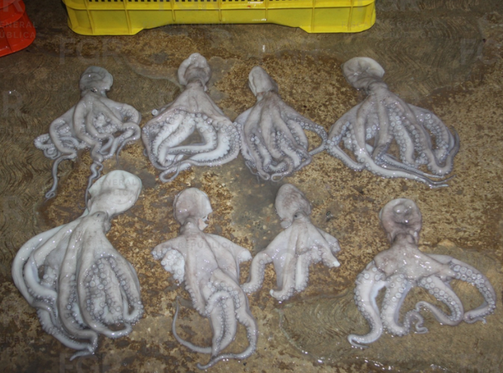 Aseguran 461 kilos de pulpo en veda y vinculan a proceso a dos personas en Yucatán
