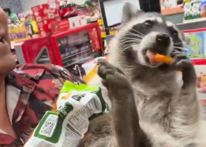 Hakuna Matata… con Cheetos y mapache incluido