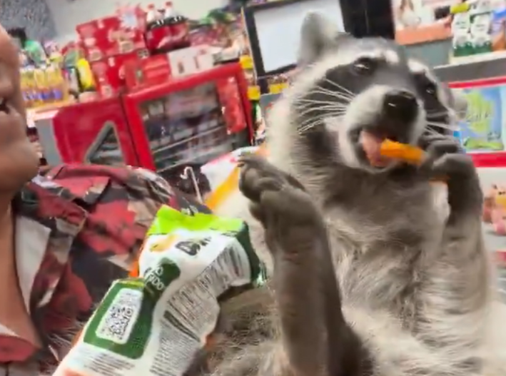Hakuna Matata… con Cheetos y mapache incluido