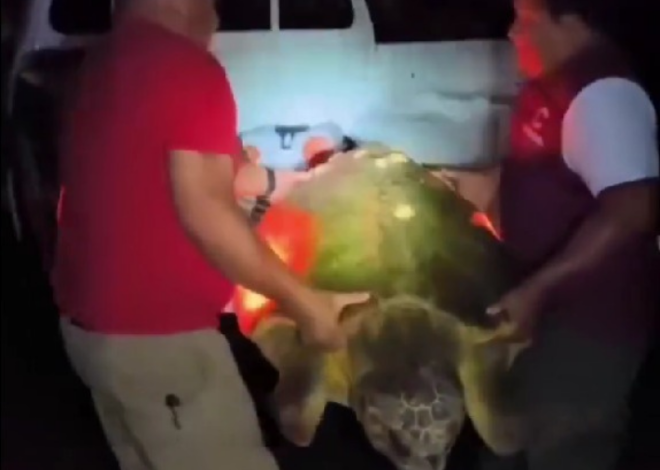 Rescatan a tortuga desorientada en carretera de Cozumel