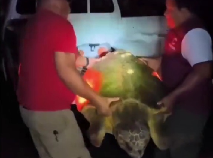 Rescatan a tortuga desorientada en carretera de Cozumel