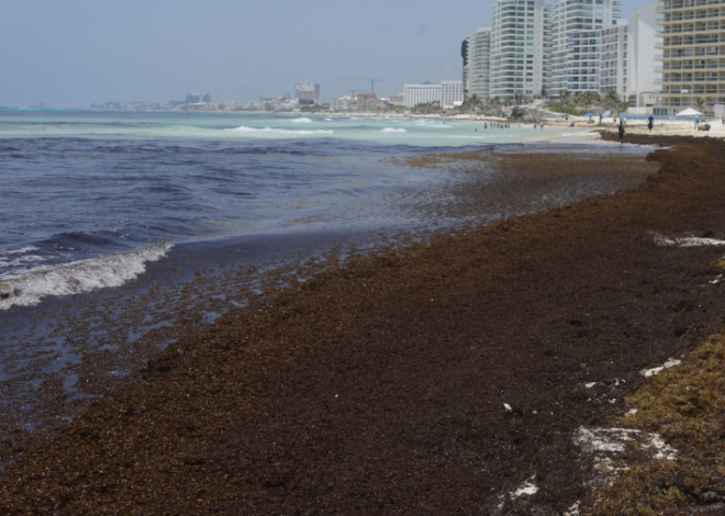 La mayor mancha de sargazo registrada en años se dirige al Caribe mexicano