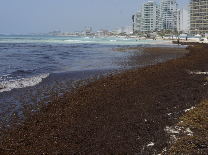 La mayor mancha de sargazo registrada en años se dirige al Caribe mexicano