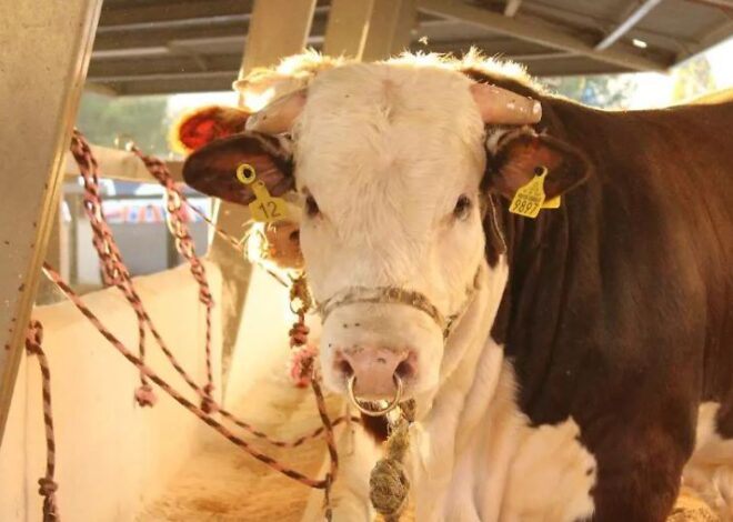 Detectan nuevos casos de gusano barrenador en Texas