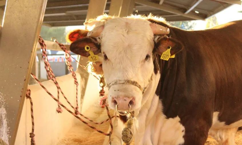Detectan nuevos casos de gusano barrenador en Texas