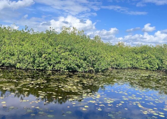 Juez federal cancela el proyecto Alux 33 en Puerto Morelos