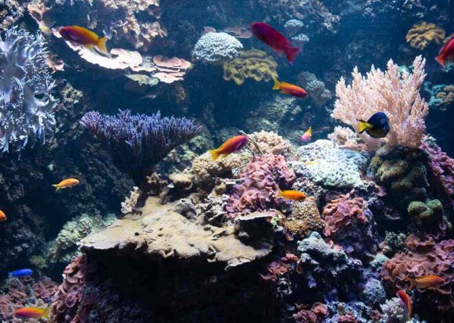 El Niño pone en riesgo arrecifes de coral en todo el mundo