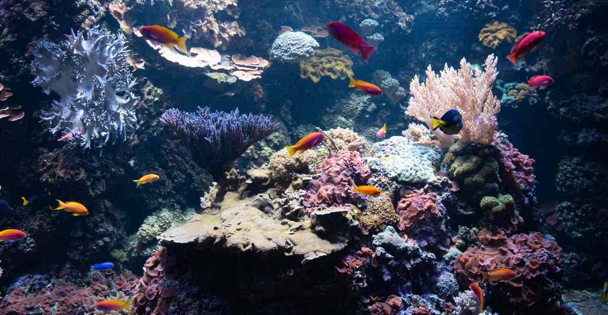 El Niño pone en riesgo arrecifes de coral en todo el mundo