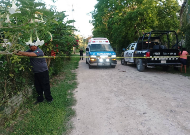 Ataque de abejas africanizadas en Ucum deja dos menores lesionados y una mascota muerta