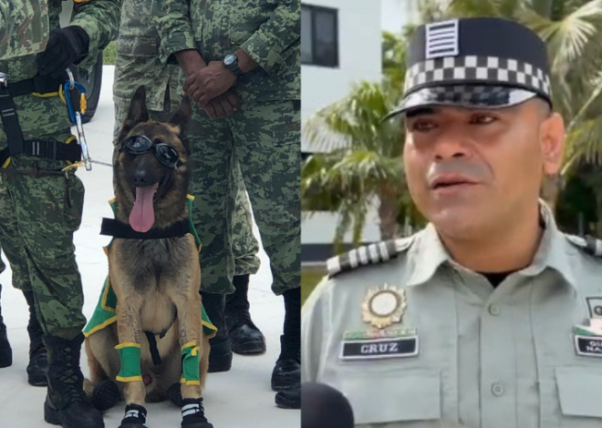 Respaldan 141 perros entrenados las labores de la Guardia Nacional