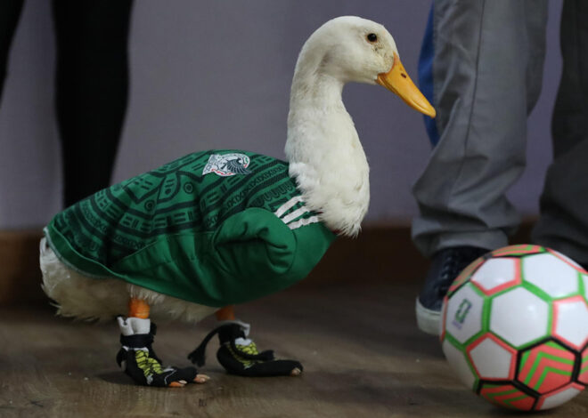 ¡El pato Merlín tiene dueño! IMPI pone fin a la polémica