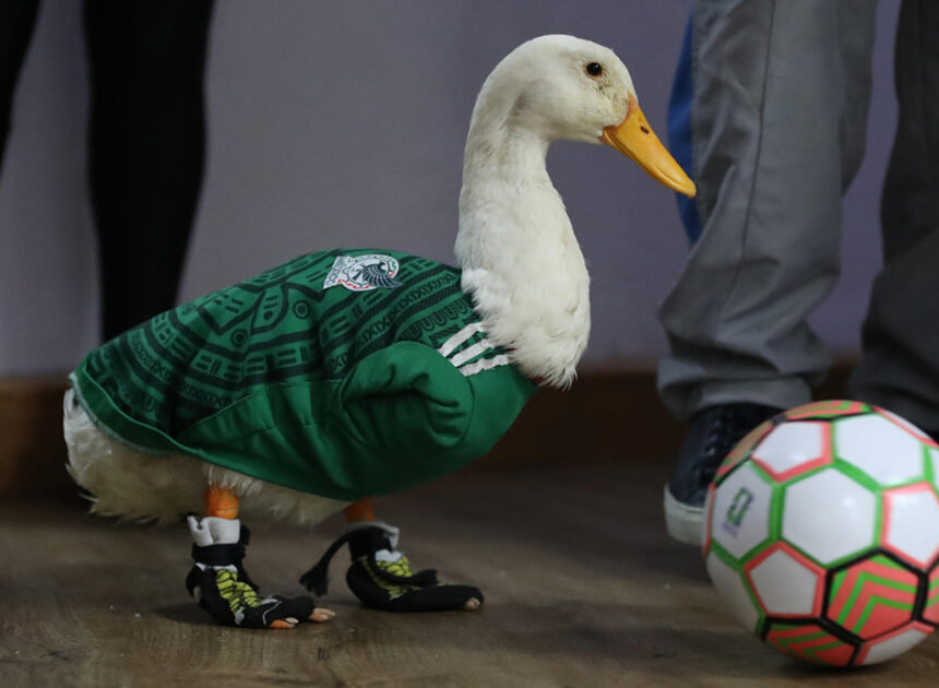 ¡El pato Merlín tiene dueño! IMPI pone fin a la polémica