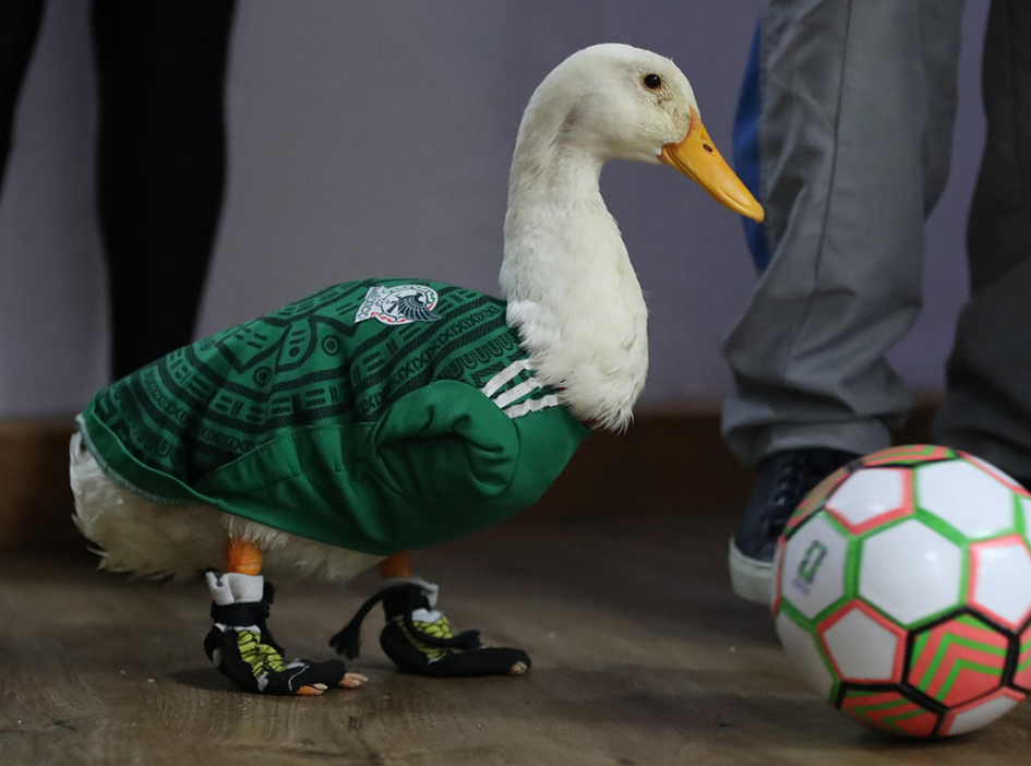 ¡El pato Merlín tiene dueño! IMPI pone fin a la polémica