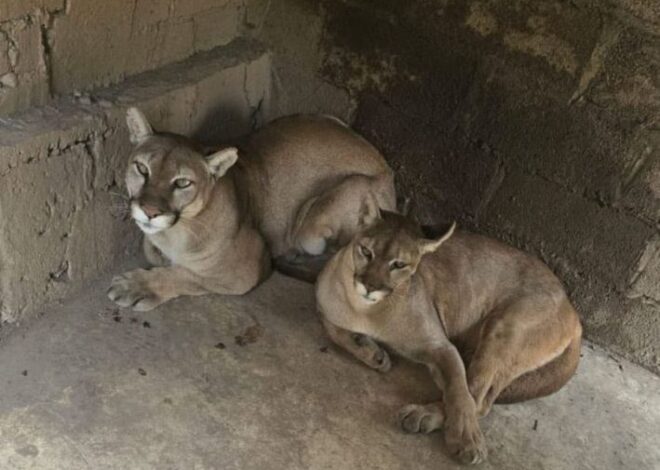 Aseguran predio en Chalco con pumas, león africano y tigre blanco; investigan posible maltrato