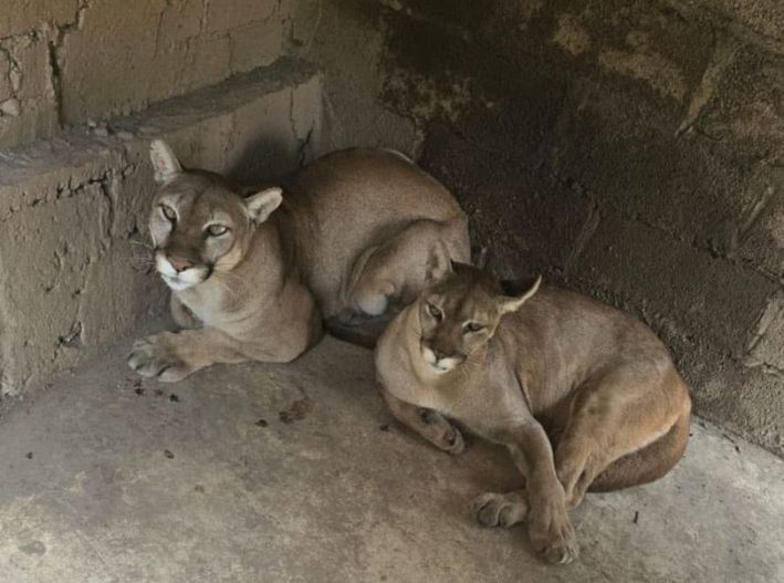 Aseguran predio en Chalco con pumas, león africano y tigre blanco; investigan posible maltrato