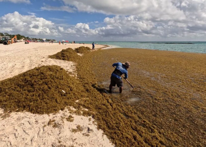 Sargazo rebasa a Tulum y Diego Castañón pide declarar emergencia ambiental