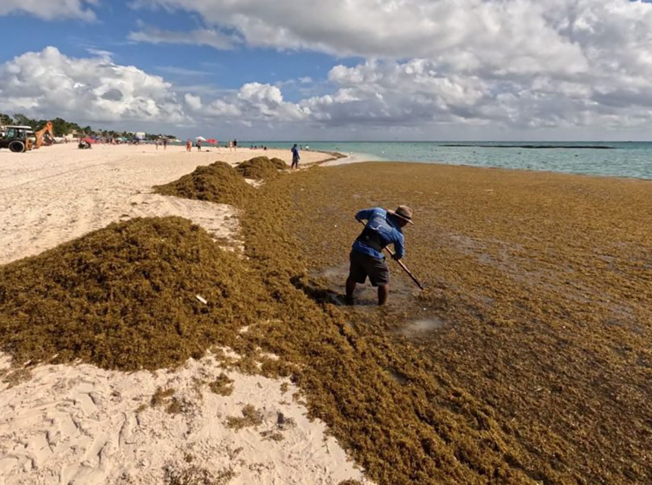 Sargazo rebasa a Tulum y Diego Castañón pide declarar emergencia ambiental