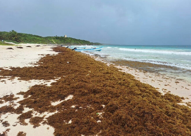 Cancún descarta emergencia y prioriza proyectos contra el sargazo
