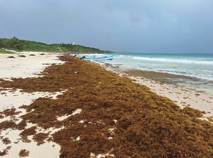 Cancún descarta emergencia y prioriza proyectos contra el sargazo