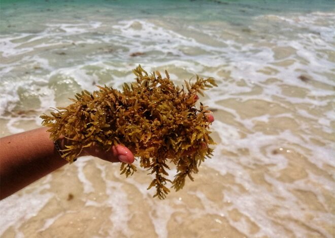 Urge declaratoria de desastre natural por sargazo: AMEXME Riviera Maya