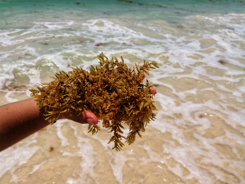 Urge declaratoria de desastre natural por sargazo: AMEXME Riviera Maya