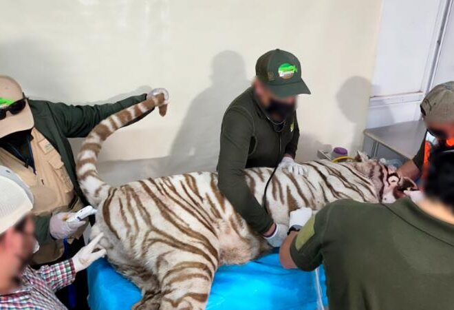 Caso Kenzo: la tragedia del tigre que podría acabar en tribunales