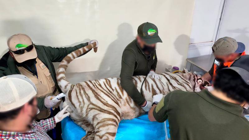 Caso Kenzo: la tragedia del tigre que podría acabar en tribunales