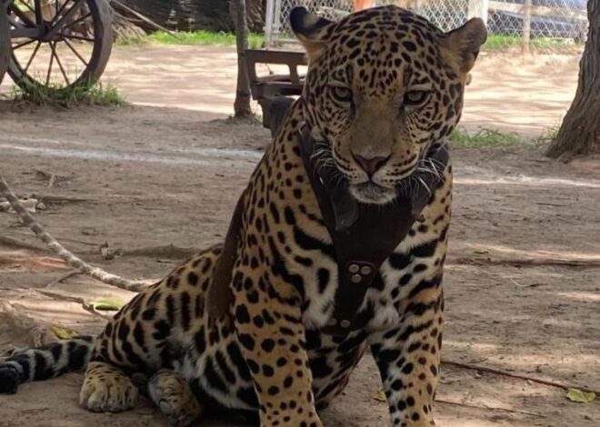 Jaguar muerde a niño de 3 años y el rescate queda grabado en video