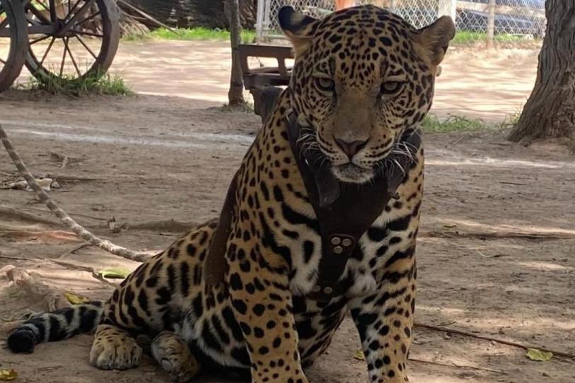 Jaguar muerde a niño de 3 años y el rescate queda grabado en video