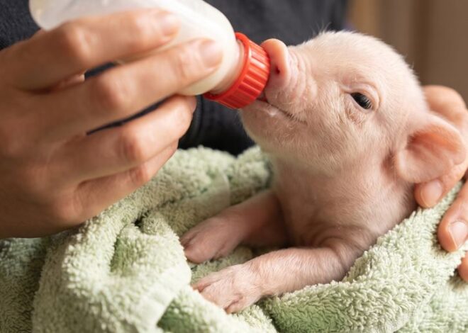 Argentina rompe la barrera: nace cerdo clonado para futuros trasplantes humanos