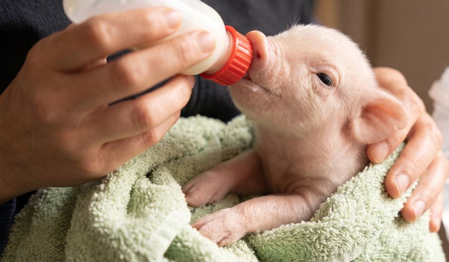 Argentina rompe la barrera: nace cerdo clonado para futuros trasplantes humanos