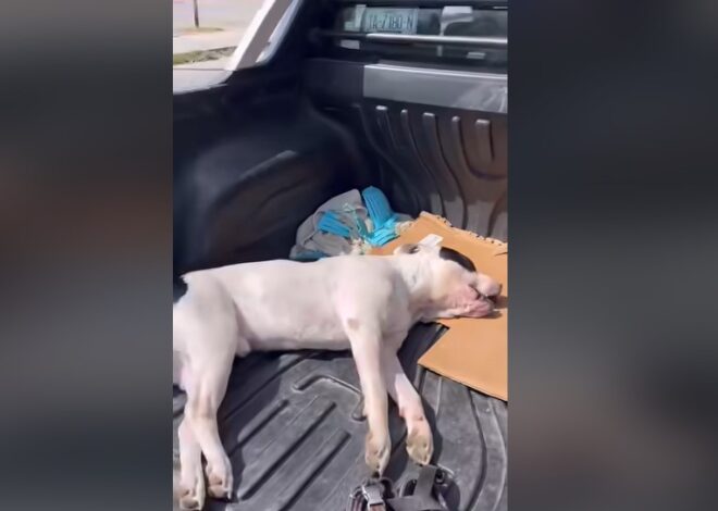 Misteriosa muerte de un perro en Tulum desata investigación