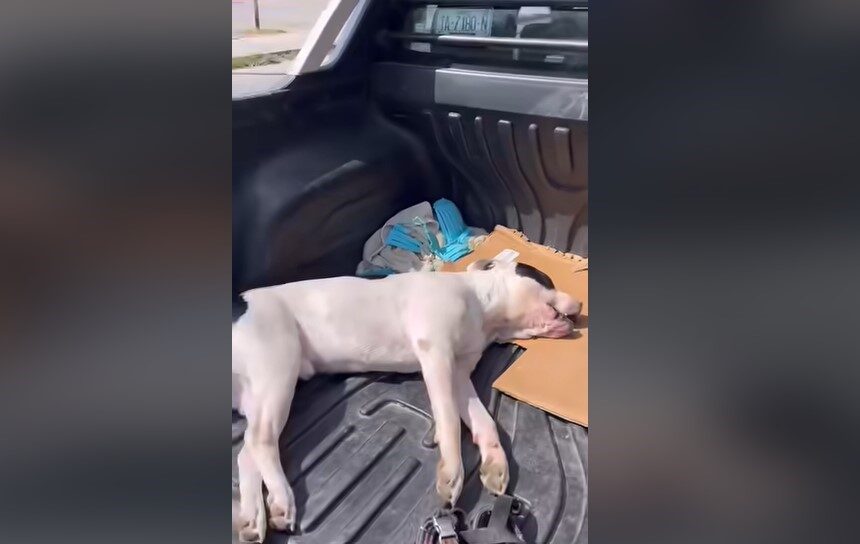 Misteriosa muerte de un perro en Tulum desata investigación