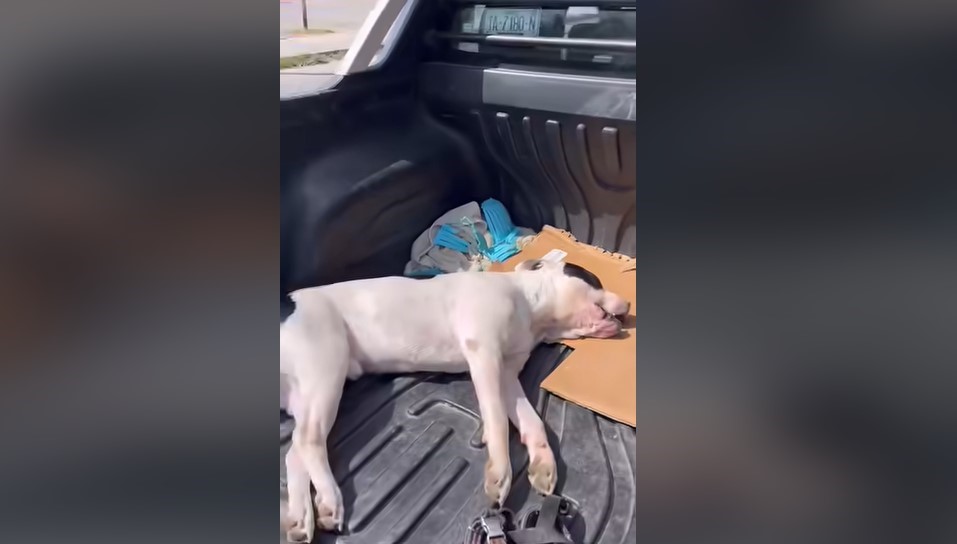 Misteriosa muerte de un perro en Tulum desata investigación