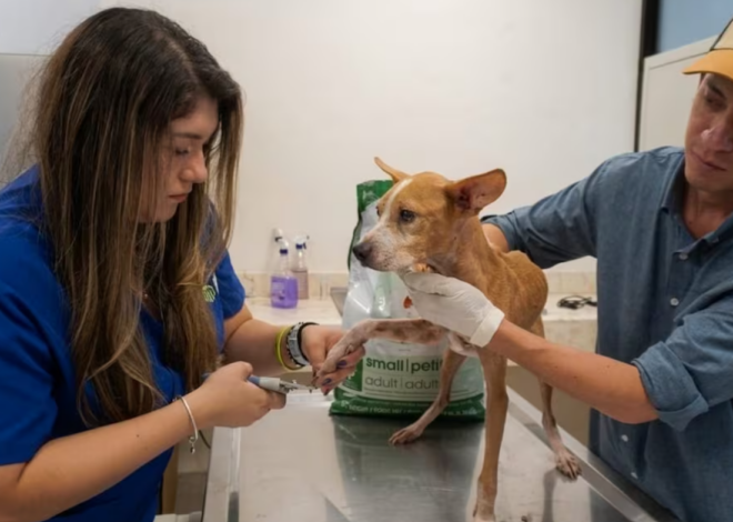 Rescate masivo en Mérida: 48 perros inician el camino hacia una nueva vida