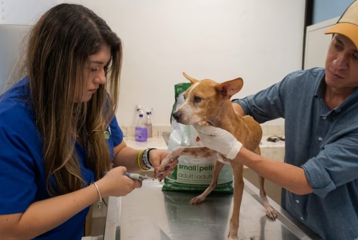 Rescate masivo en Mérida: 48 perros inician el camino hacia una nueva vida