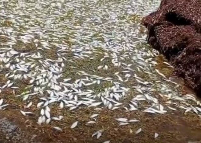 Misterio en Puerto Morelos: cientos de peces aparecen muertos en la playa